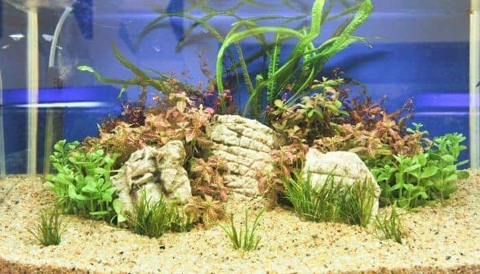Common Problems with Aquarium Water Filter Trouble Shooting